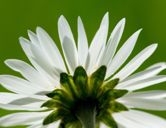 Базовая (с лечением) - Санаторий «Белая Дача»